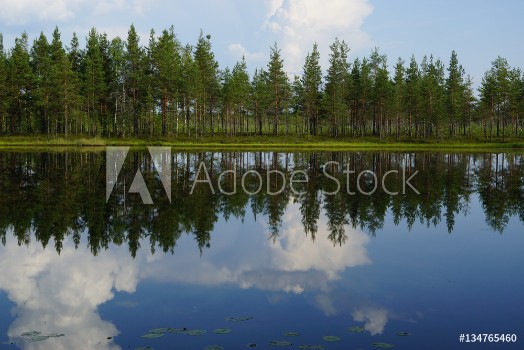 Picture of Landscape forest lake with reflection of clouds in the sky and pine trees on the beach summer